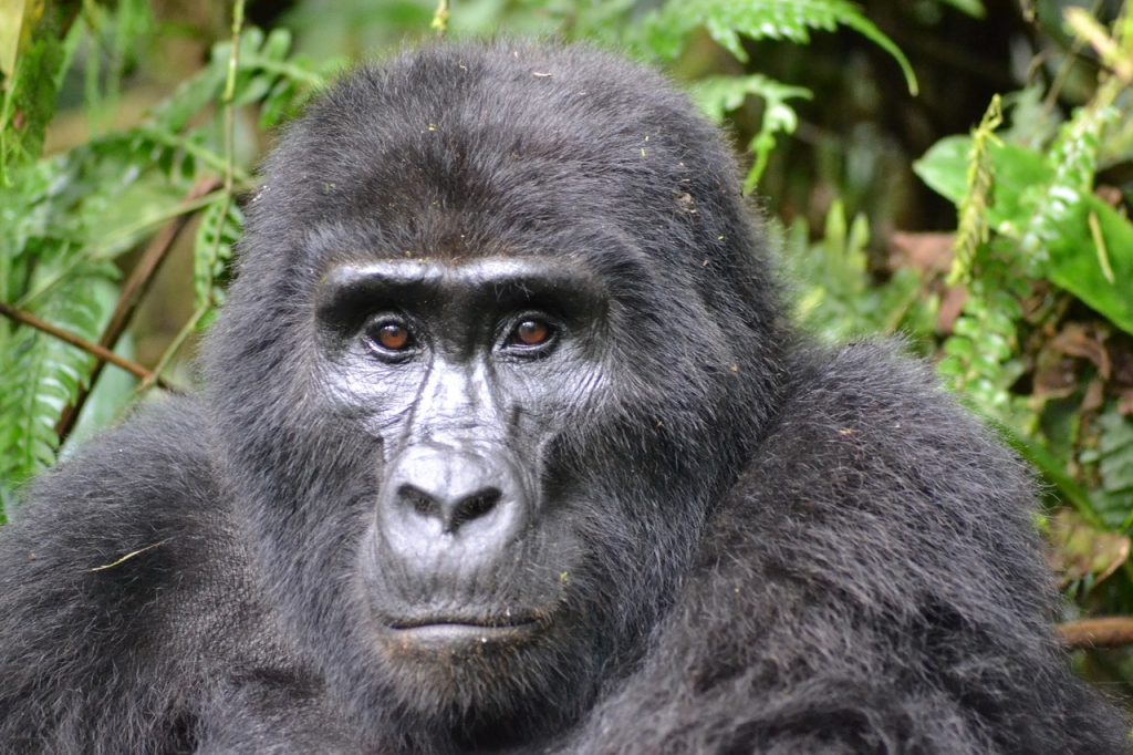 gorilla trekking in Rwanda.